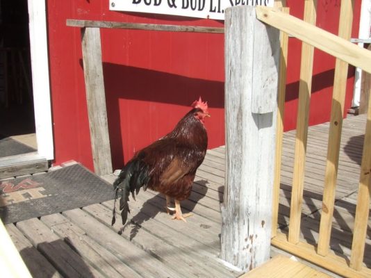 Fred, the cockerel 'guard dog'.