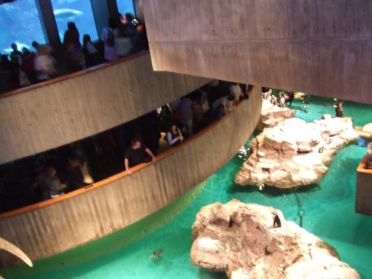 Penguins at New England Aquarium, Boston